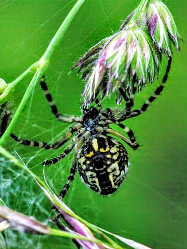 Aculepeira sp.